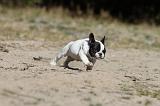 BOULEDOGUE FRANCAIS 192